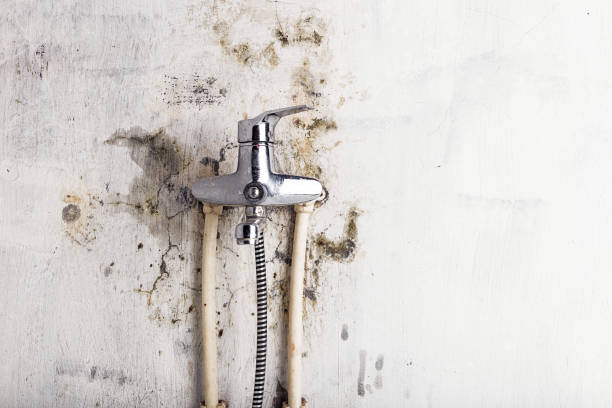 Best Black Mold Remediation in Franklin, MI