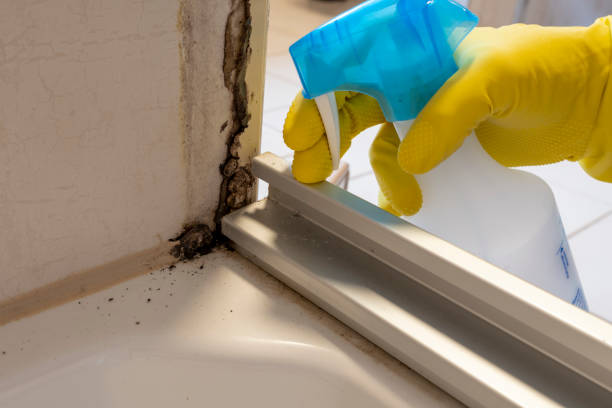 Best Localized Mold Remediation (e.g., coastal areas, humid climates) in Franklin, MI