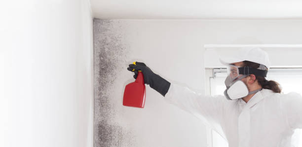 Best Crawl Space Mold Remediation in Franklin, MI