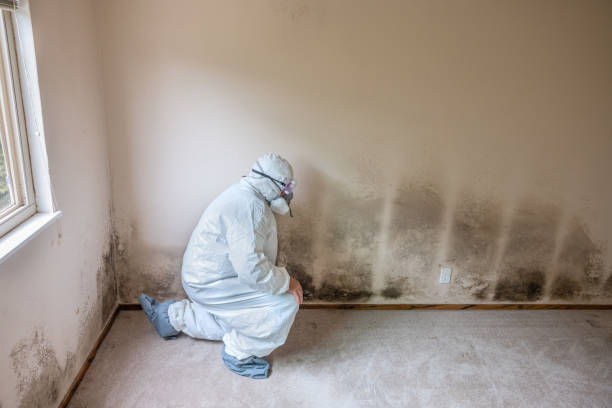 Best Post-Flood Mold Remediation in Franklin, MI