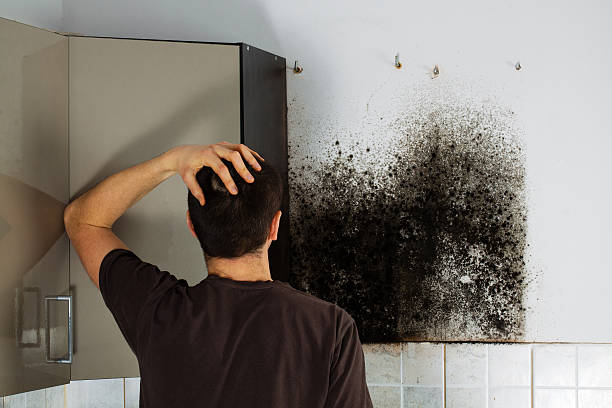 Trusted Franklin, MI Mold Remediation Experts