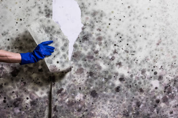 Best Residential Mold Remediation in Franklin, MI