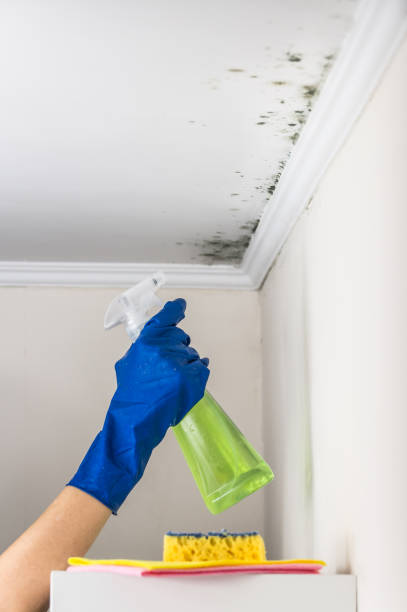 Best Post-Flood Mold Remediation in Franklin, MI